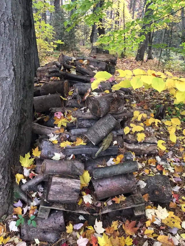 Bois de chauffage coupé et non fendu in Other in Ottawa - Image 3