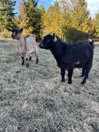 Mini-LaMancha Buckling goats