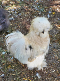 Pure Bearded Silkie Hatching Eggs