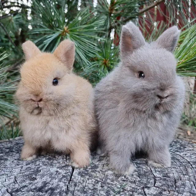 EXTRAORDINARY NETHERLAND DWARF BABY BUNNY RABBITS in Small Animals for Rehoming in City of Halifax - Image 6