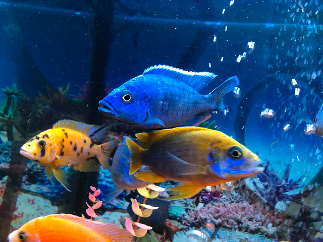 Lemon jack,bleu électrique ,ob marmelade bébé $5 dans Poissons à adopter  à Laval/Rive Nord - Image 2