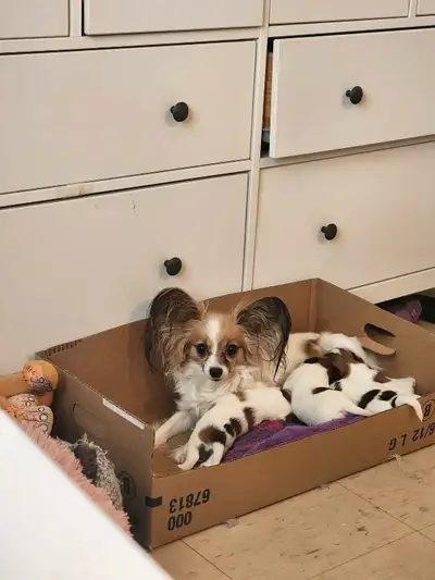 I have 4 Papillon puppies, 2 girls and 2 boys. They were born on May 9th and will be ready to go to...