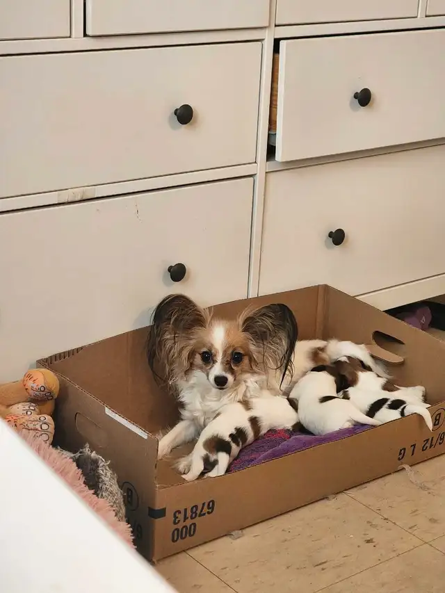 papillon puppies in Dogs & Puppies for Rehoming in Mississauga / Peel Region - Image 2