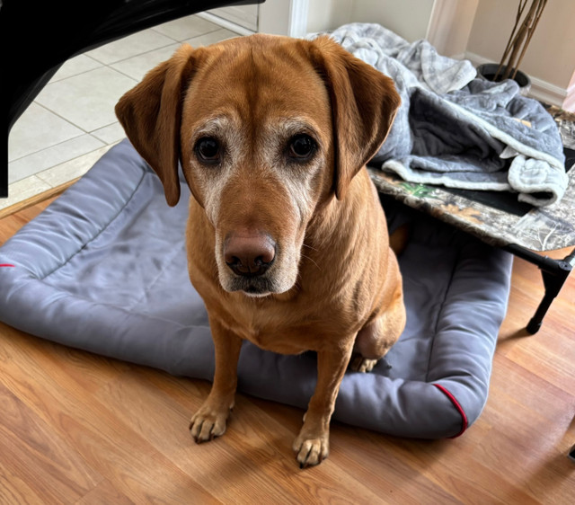 Two Super Friendly Red Fox Lab dogs for sale in Dogs & Puppies for Rehoming in Barrie - Image 3
