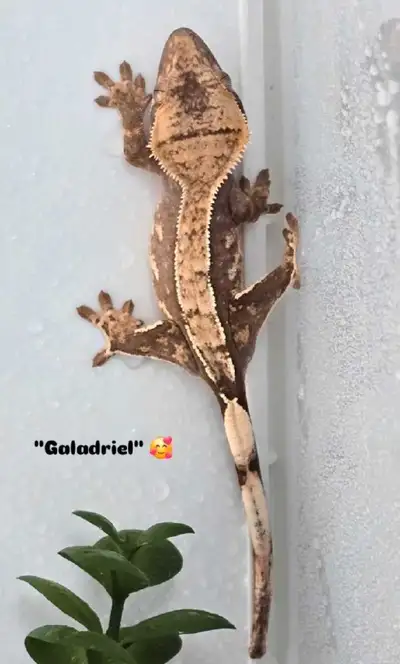 Crested Geckos, View more