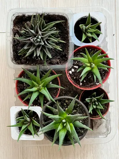 Healthy and low maintenance plants. Very forgiving and drought tolerance plant