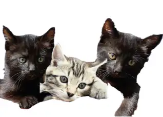 Friendly Kittens, View more