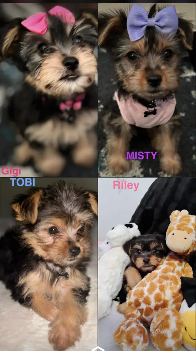 YORKIE FOR SALE in Dogs & Puppies for Rehoming in City of Toronto - Image 4