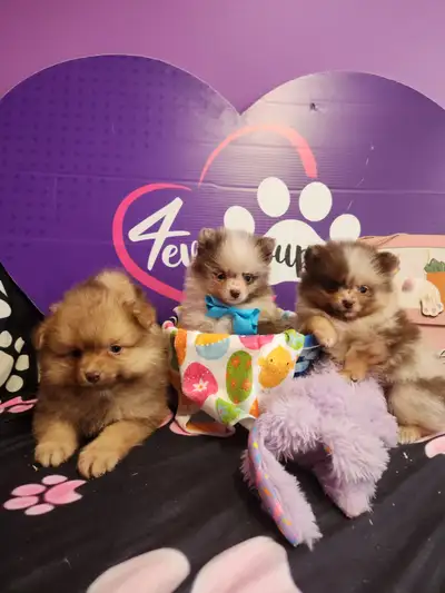 I have beautiful and healthy pomeranian puppies, a black male(Cosmos), and a blue merle female(Malib...