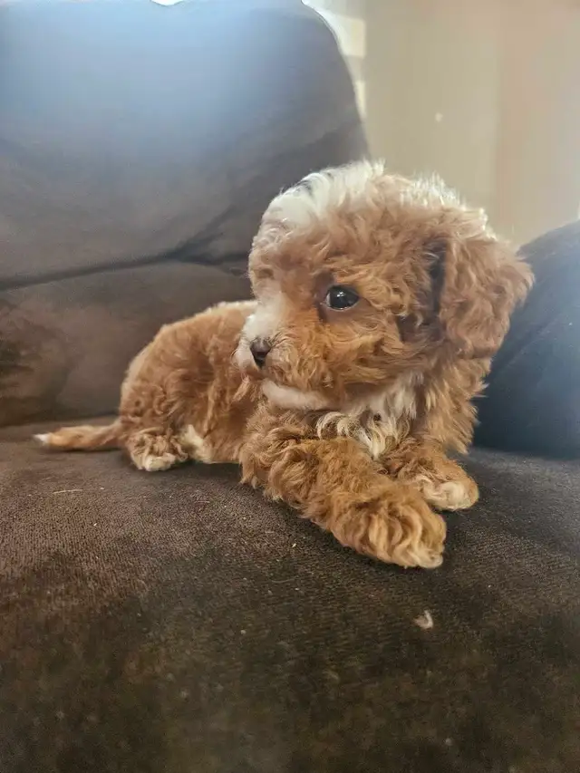 Teddy Bear Toy Poodle in Dogs & Puppies for Rehoming in Sudbury - Image 6