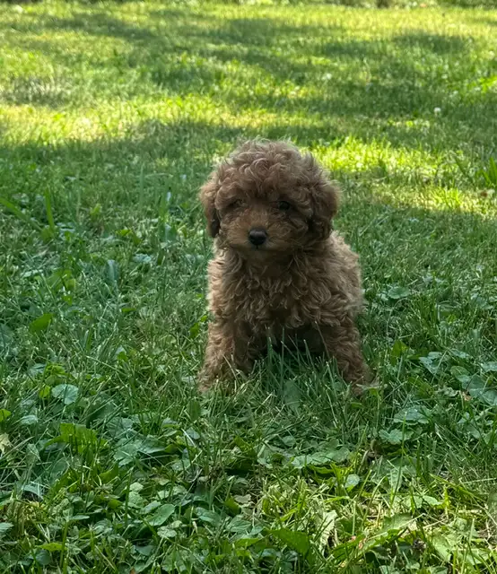 Canadian Kennel Club (CKC) Registered Toy Poodle Puppies in Dogs & Puppies for Rehoming in Oakville / Halton Region - Image 2