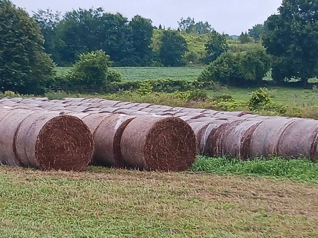 Hay for sale in Livestock in Belleville - Image 2