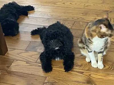 3 TOY POODLE PUPS, View more