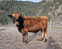 Registered Miniature Jersey bull at stud 