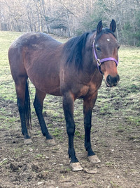 7 year old bay mare. 