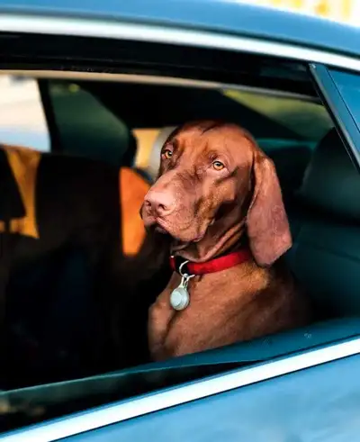 Ride with your Pet in Peace, View more