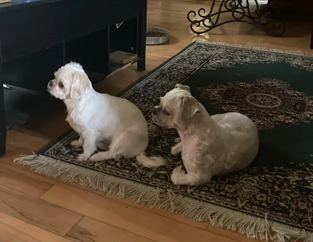 Shih tzu puppies  expected on February 5 in Dogs & Puppies for Rehoming in Norfolk County - Image 4