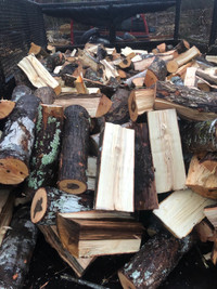 Hardwood for next winter, softwood for burning now