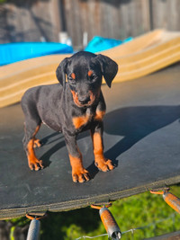 READY NOW! Purebred Doberman puppies ONLY A FEW LEFT