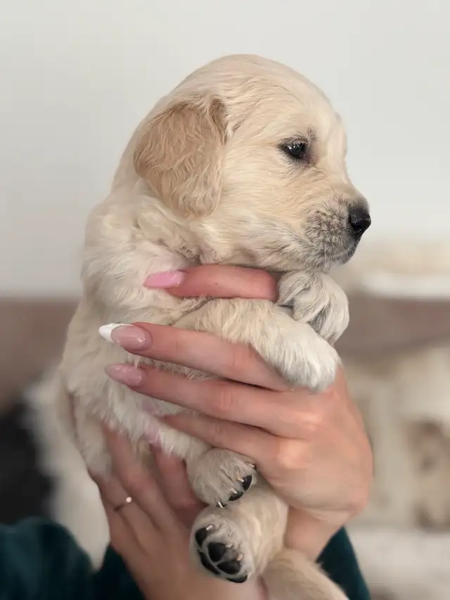 Purebred English Cream Golden Retriever puppies in Dogs & Puppies for Rehoming in Mississauga / Peel Region - Image 9