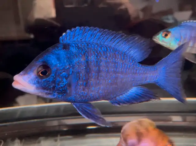 lots of new fish in stock African cichlids fish! in Fish for Rehoming in Mississauga / Peel Region - Image 11