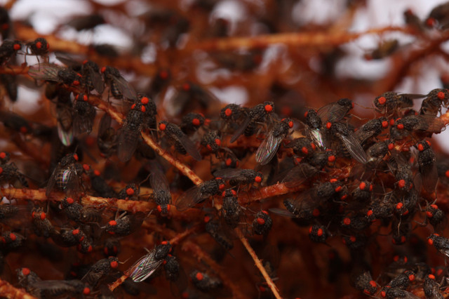 Ant Queens | Legal Roaches | Nid de Fourmis + Equipments dans Autre  à Ville de Québec - Image 4