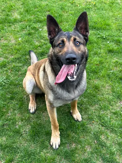 Robin is a very obedient dog, intelligent and loves to play. He is loyal and protective as well. He...