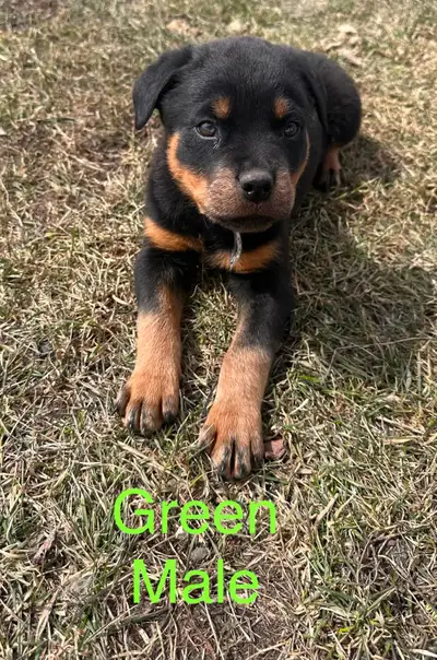 Rottweiler puppy’s, View more