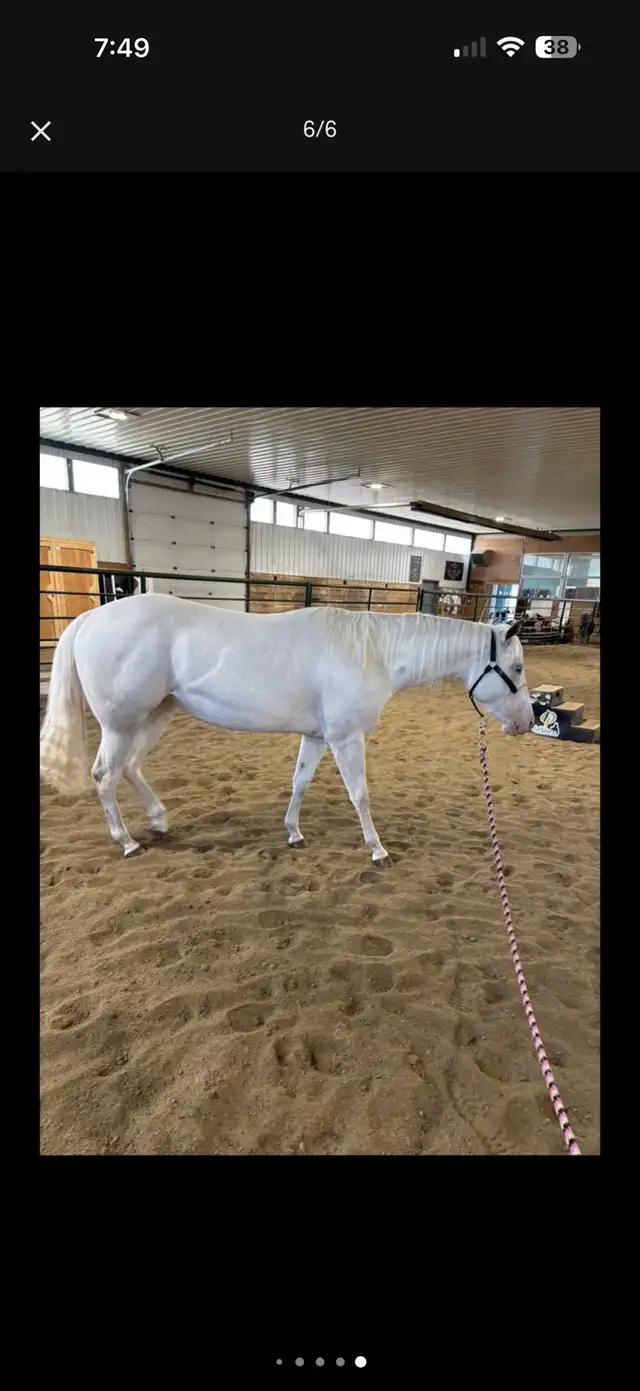 2022 Mare APHA  in Equestrian & Livestock Accessories in Red Deer - Image 6