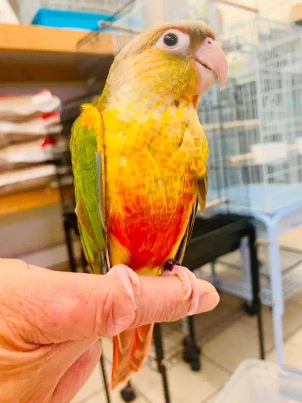 baby friendly handfed pinapple conure for sale at TT pets in Birds for Rehoming in Mississauga / Peel Region - Image 3