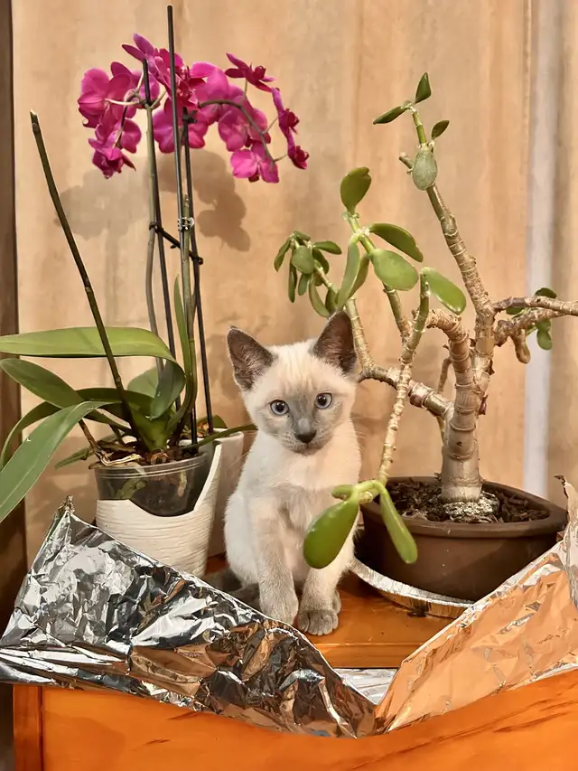 Mâle Siamois pour ‘ collaboration ‘ avec votre femelle