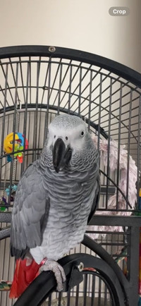 African grey parrot 