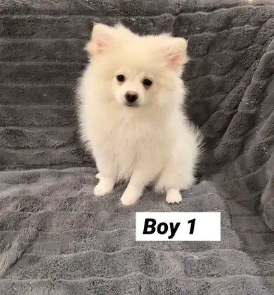 Pomeranian puppy, View more