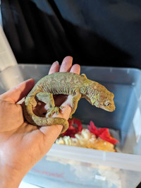 Chahoua Gecko 