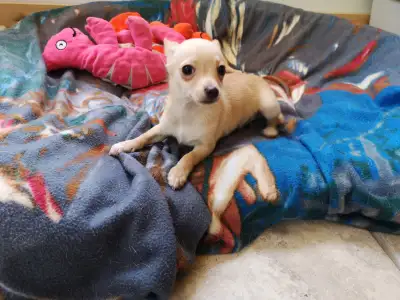 ❤️ VALENTYNE ENTERPRISE ❤️ CHIHUAHUA PUPPYS READY NOW 7059303541, View more