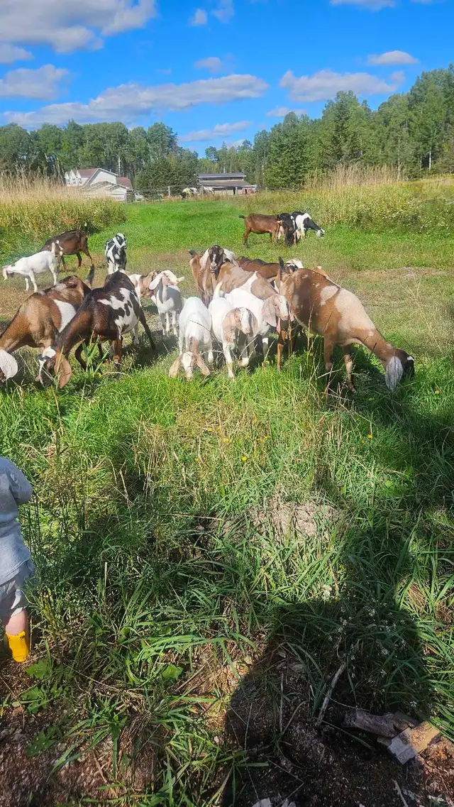 Nubian/Boer cross doelings (females) | Livestock | Barrie | Free local ...