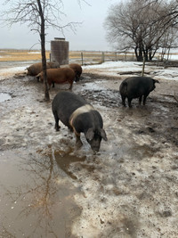 3 Butcher / Breed Sows