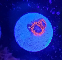 Fire and ice zoa - saltwater coral frag 