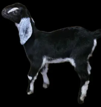 nubian Bucklings , View more