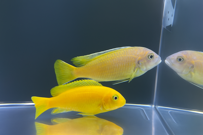 Msobo Deep African Cichlid – Vibrant Colors, Healthy Stock!, View more