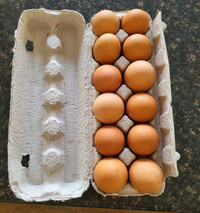 Fresh farm free range eggs!