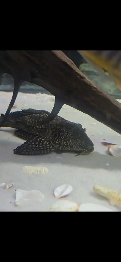 Sailfin L083 Pleco, approximately 10 inches long. Pick up south side Edmonton.