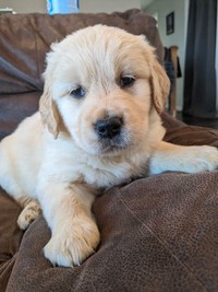 Sold Golden Irish and purebred Golden Retriever Pups