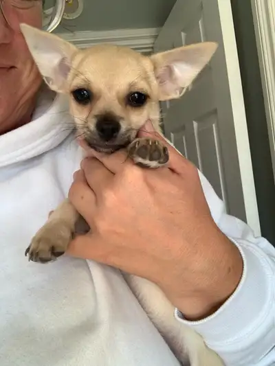 Meet our adorable male Pomchi, a delightful mix of Pomeranian and Chihuahua, looking for his forever...