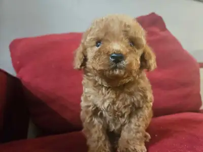 Teddy Bear Toy Poodle, View more