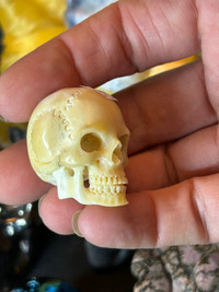 Moose Antler Skull 