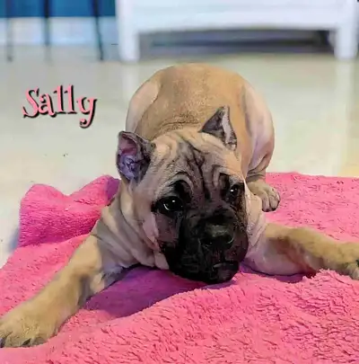 ❤️Stunning Cane Corso pups❤️, View more