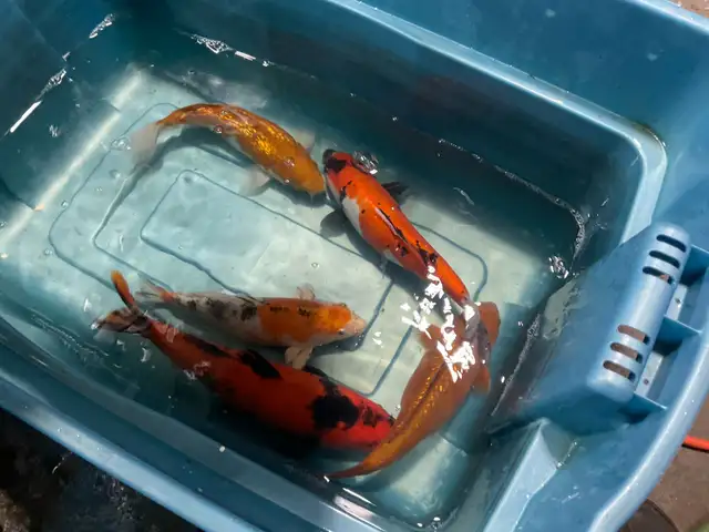 true Japanese koi in Fish for Rehoming in Calgary - Image 6
