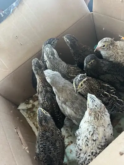 6 Quail must go together , View more
