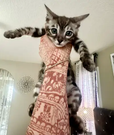 Purebred Bengal kittens, View more